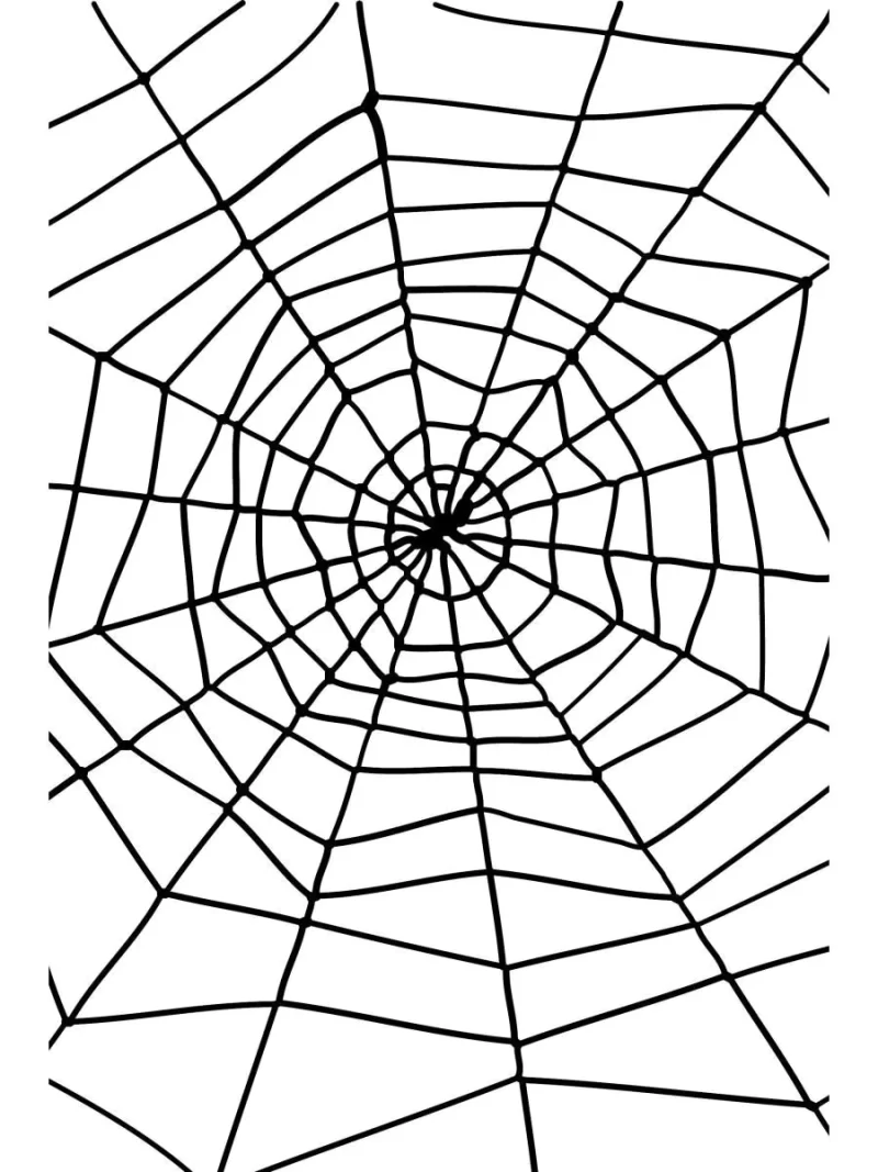 Giant Spider Web with Spider